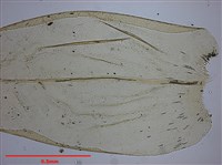 Aerobryopsis parisii (Card.) Broth. Collection Image, Figure 6, Total 10 Figures